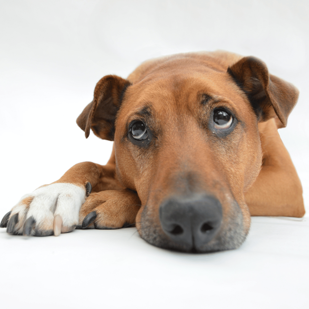 Pet Anxiety