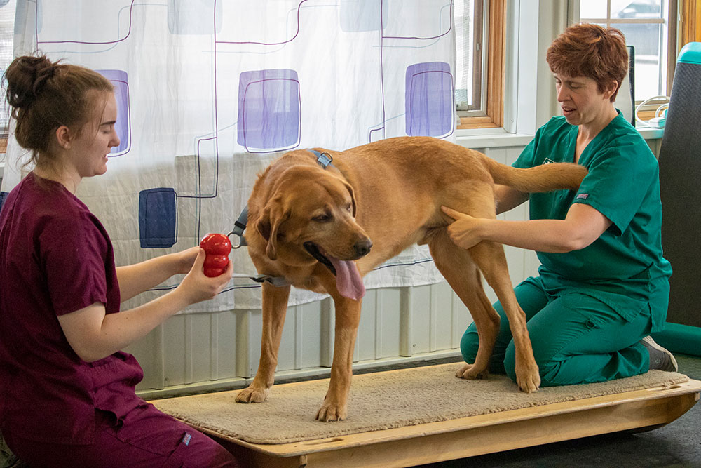 Animal Physical Therapy Veterinary Physical Therapy CT