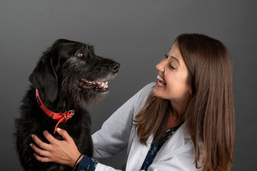 When to Consult a Veterinary Orthopedic Specialist in Stratford, CT
