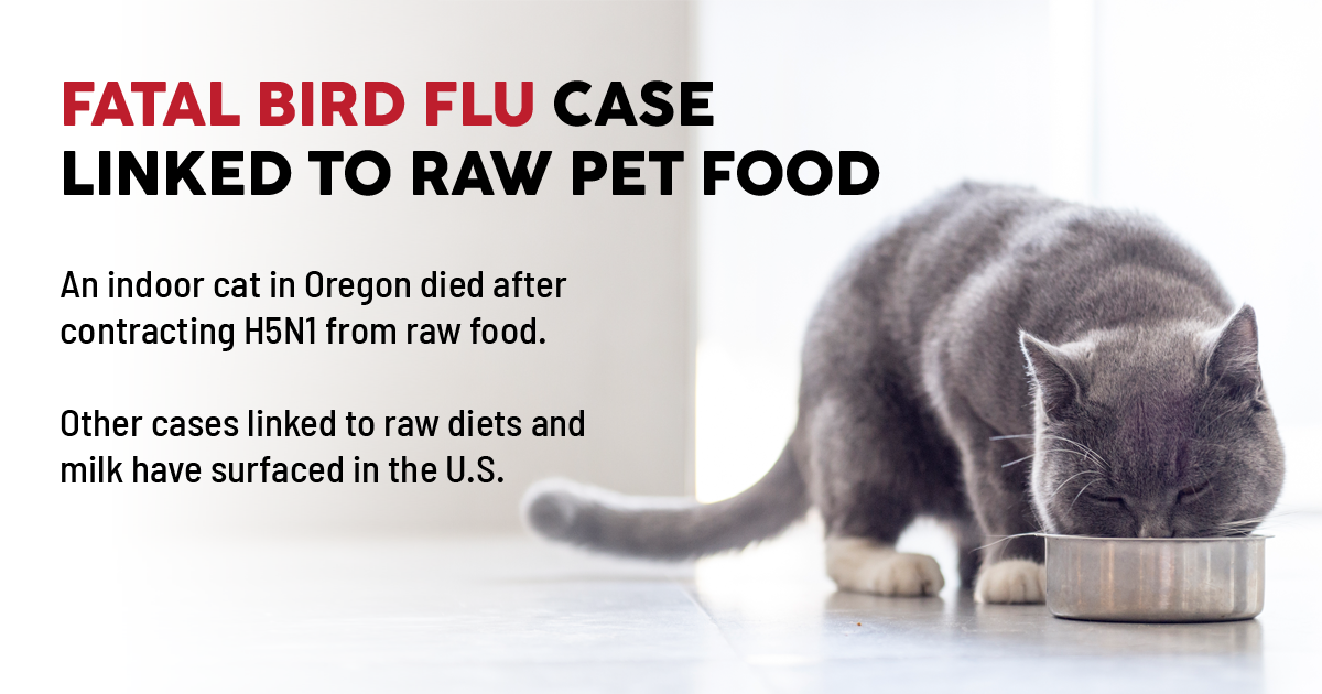 Fatal “Bird Flu” Case Linked to Raw Pet Food