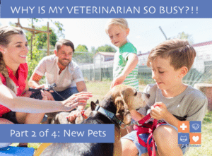 Busy_Vet_Images-02