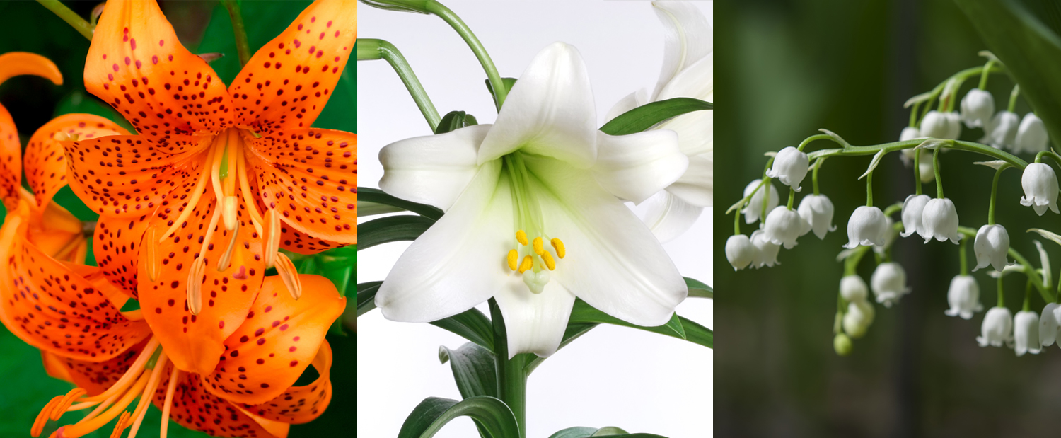 Don’t Make a Dangerous Spring Mistake in your Home – Know your Flowers!