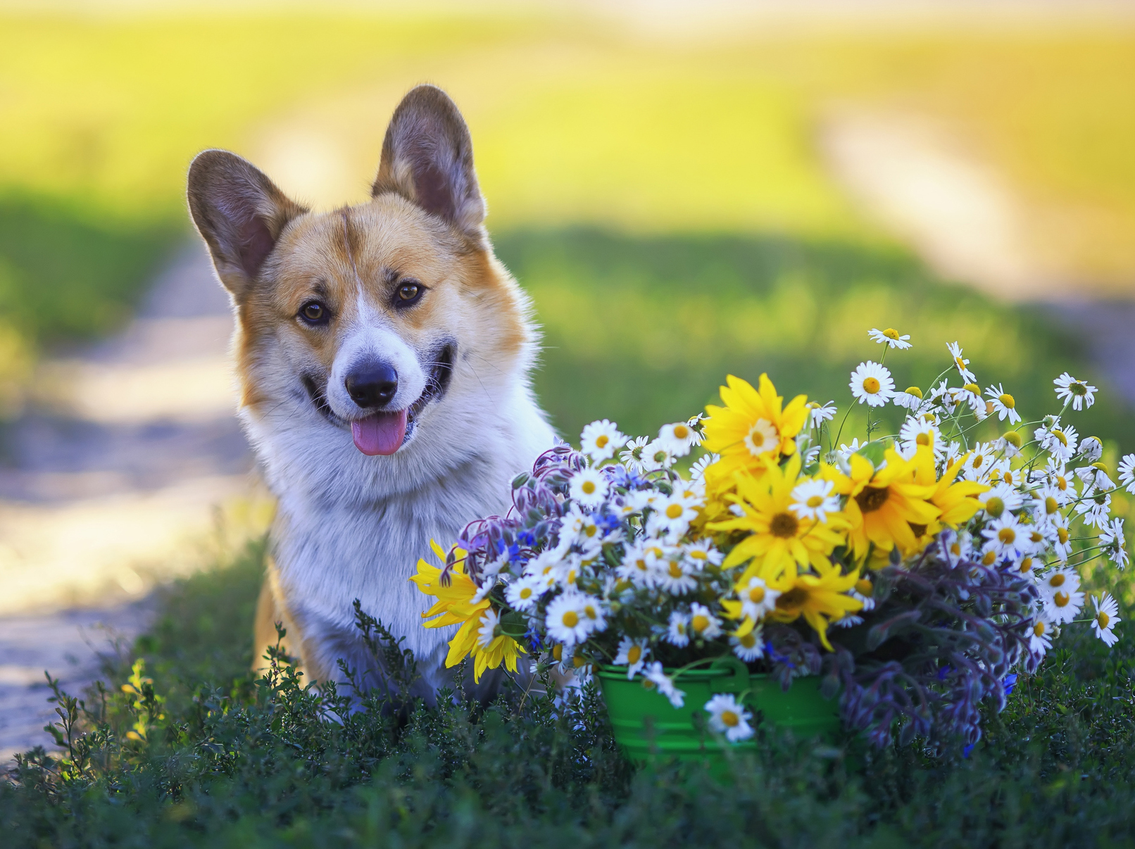 How to Plant a Pet-Safe Garden