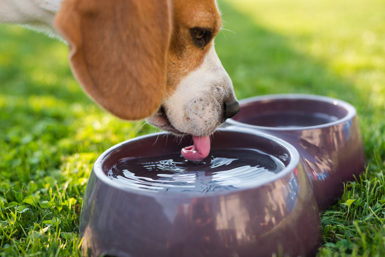 Travel Preparation and Summer Safety for Dogs and Cats