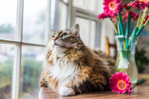 Closeup portrait of calico maine coon cat lying on table looking outside by flowers in vase