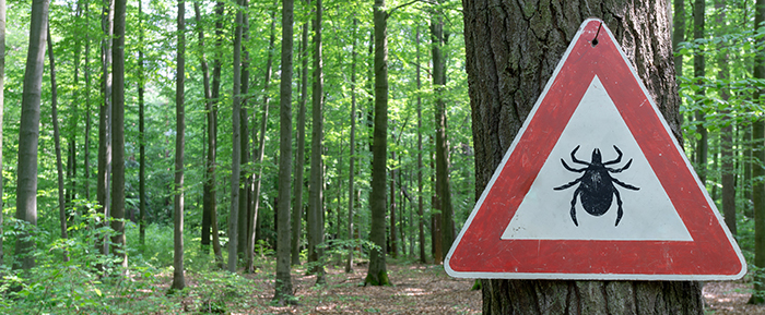 What You Should Know About Lyme Disease