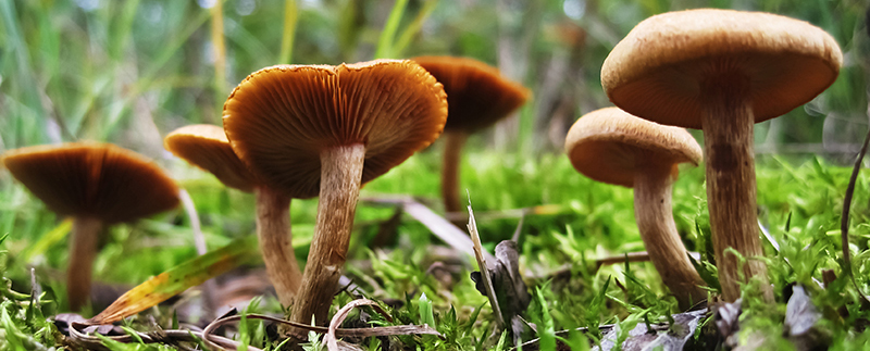 The Dangers of Wild Mushrooms