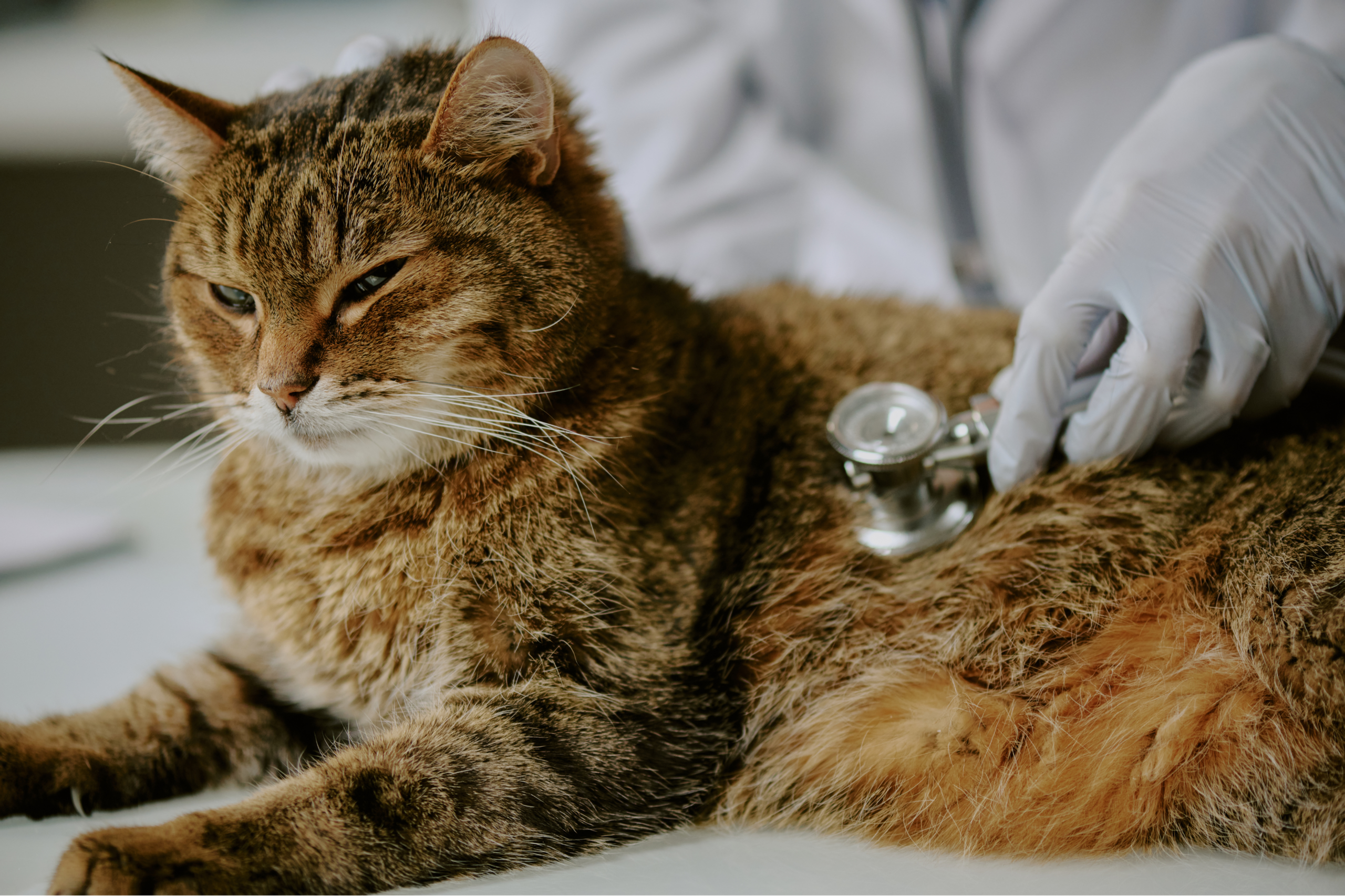 5 Hidden Illnesses Indoor Cats Could Have (and How to Catch Them Early)