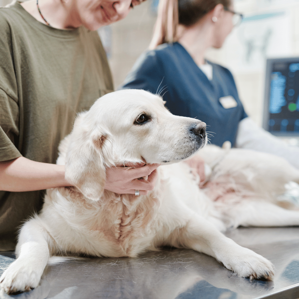 Is Your Dog Showing Neurological Signs? Here’s What to Watch For.