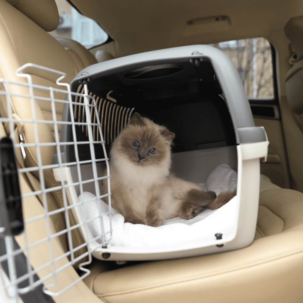 How to Get Your Cat to the Vet Without Losing a Limb