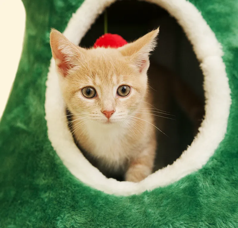 Is Your Cat Bored? Simple Changes to Make your Household a Cat Playground