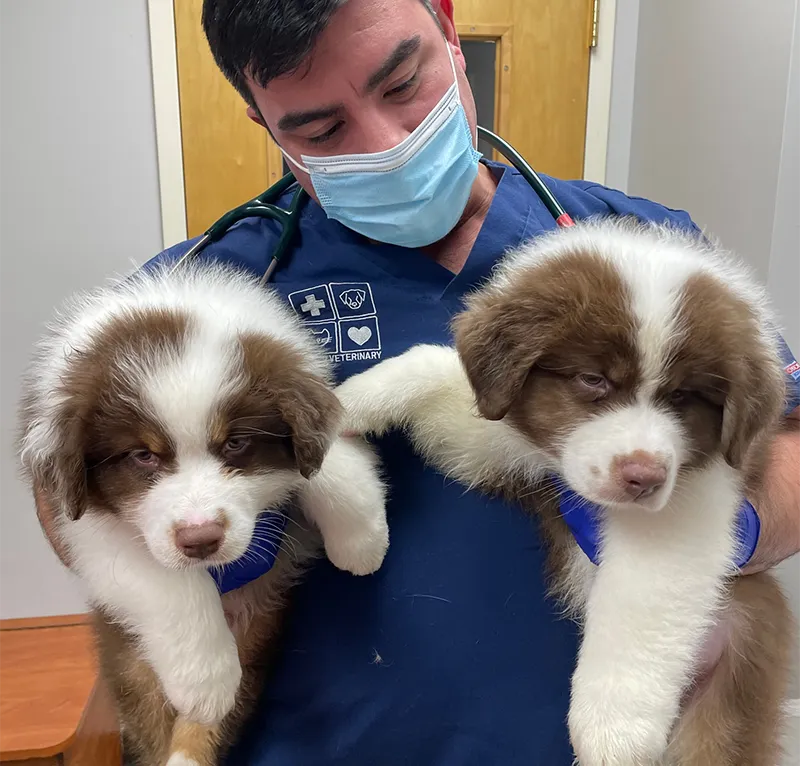 Caring for Pets & Those who Love Them for Over 80 Years