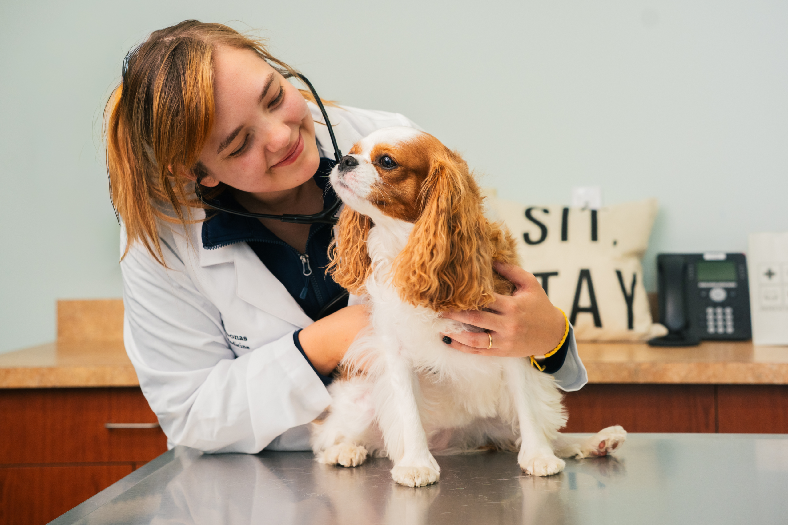 Urgent Care vs. Emergency Care for Pets: What Is the Difference?