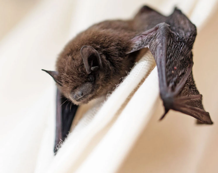 stray-animal-content-image