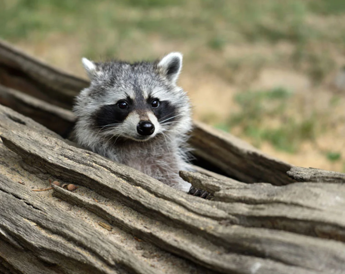 wildlife-content-image