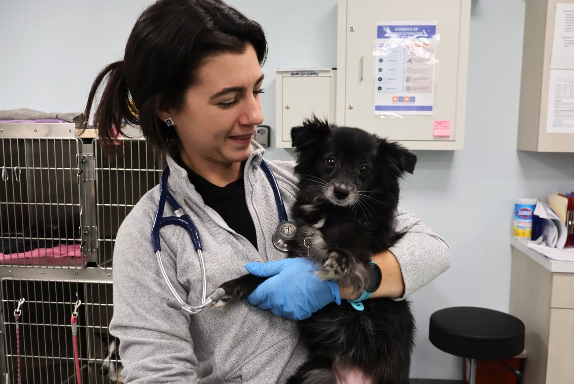 Dog Vomiting, Diarrhea, Shaking, or Not Eating: When to Call a Vet