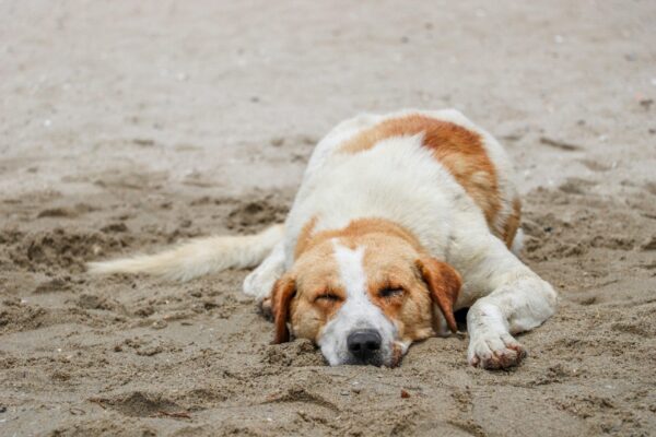 Heatstroke Survival Guide for Pets