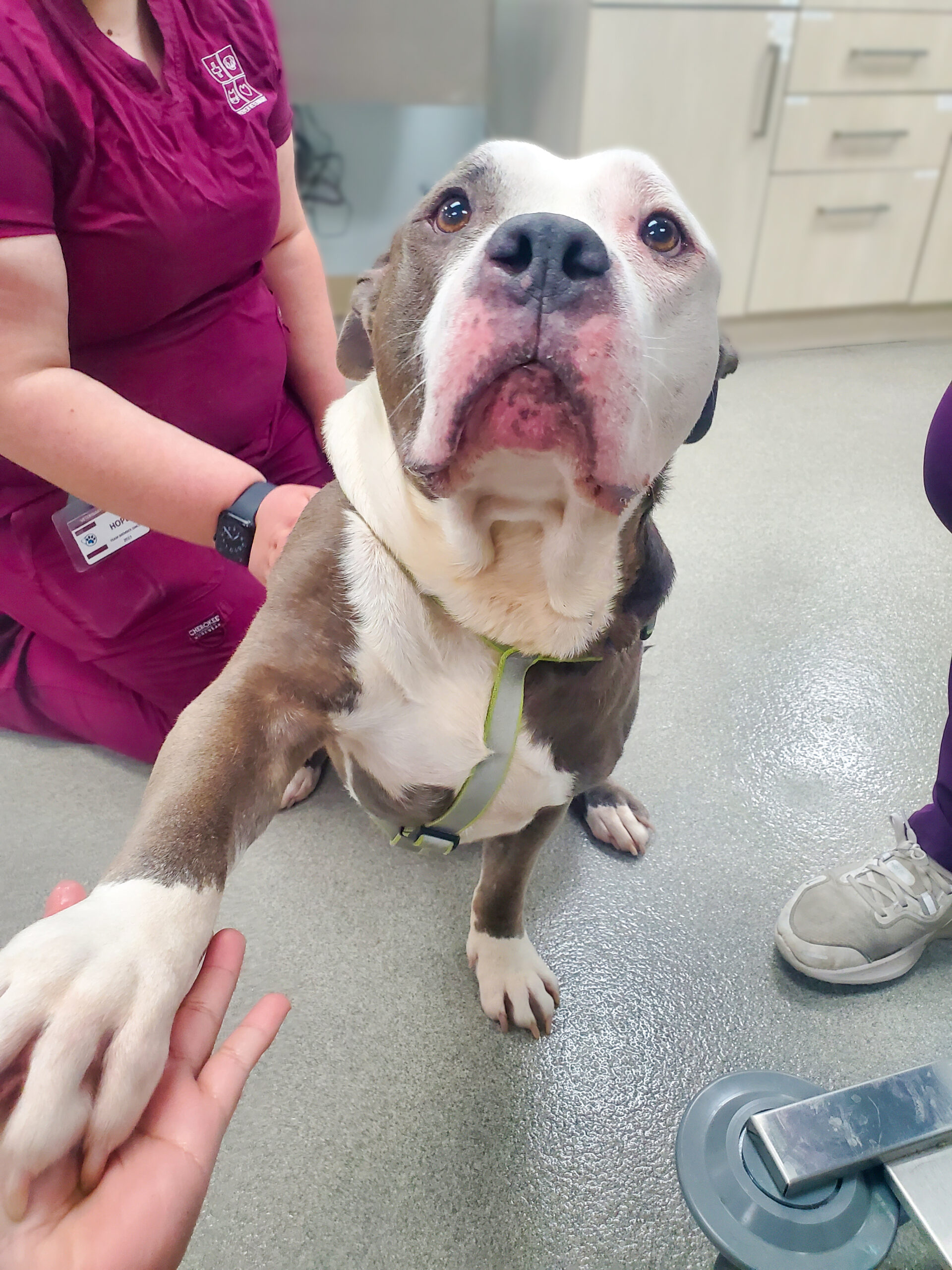Is It Too Hot to Walk Your Dog? How to Prevent Paw Pad Burns This Summer