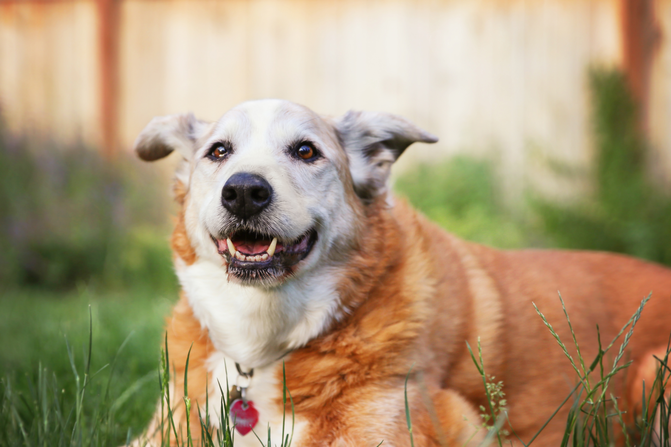 What to Expect from Senior Dogs Ages 8+